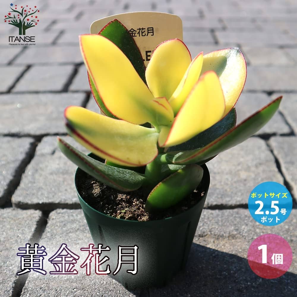 黄色の花が咲く多肉植物 多肉植物の花 : メルボルン美味しい生活